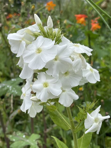 Plant Phlox Paniculata