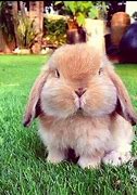 Image result for Bunnies That Look a Really Fluffy