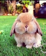 Image result for Funny Face Looks Like a Rabbit