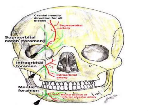 Internal maxillary artery & its branches | PPTX