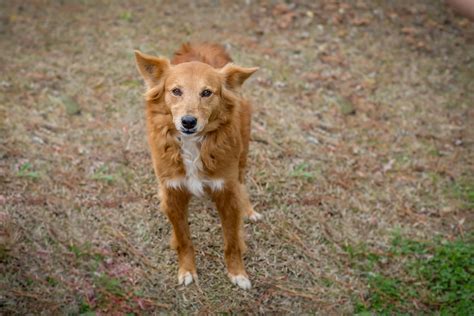 Animal Shelter | Fayetteville Animal Protection Society