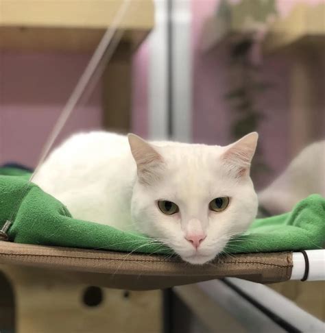 Booking Portal | Burleigh Heads Boutique Cattery | Kitty Kat Sleepover