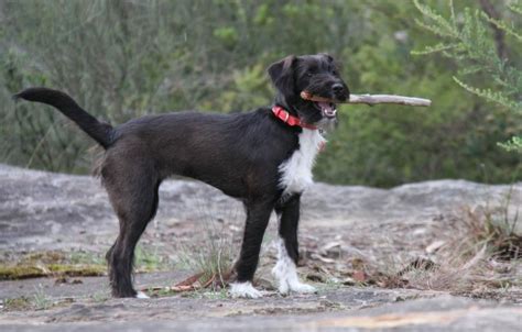 Image result for Jackapoo Dog