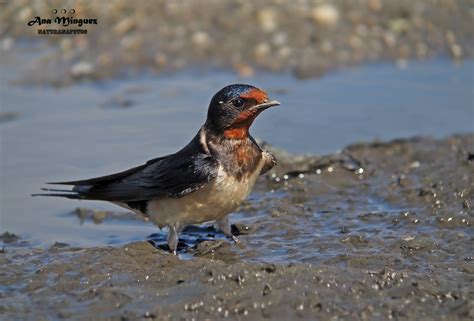 NATURANAFOTOS: Golondrinas/ Swallows