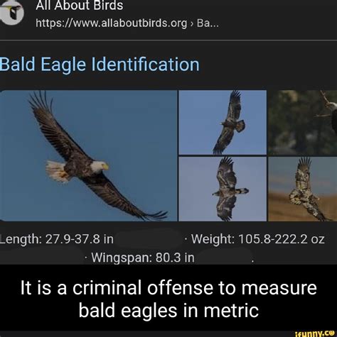 Weight Of Bald Eagle