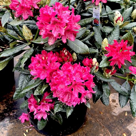 Nova Zembla Rhododendron - 3 gallon container – Lots of Plants