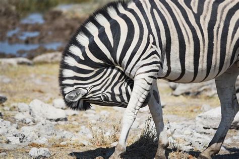 Image result for Zebra Side View