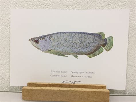 Scleropages inscriptus (Myanmar Arowana) Drawing Postcard | Osakanacraft