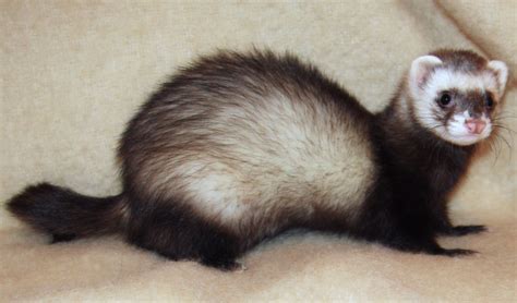 Ferret vs Python 的图像结果