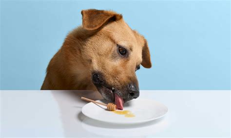 Can Dogs Have Honey? Benefits and Safety Tips for Your Pet