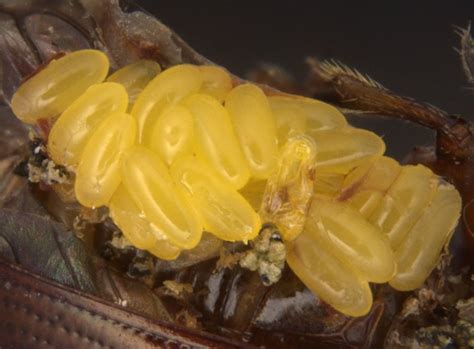 Banana fruit and leaf scarring beetles, Basilepta spp.