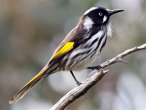 New Holland Honeyeater - eBird