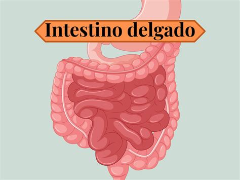 Intestino Delgado