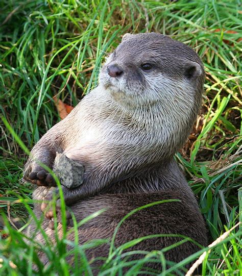 Oriental Small-clawed Otter | NatureRules1 Wiki | Fandom