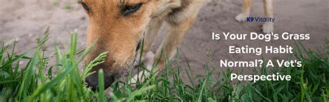 Is Your Dog's Grass Eating Habit Normal? – K9 Vitality
