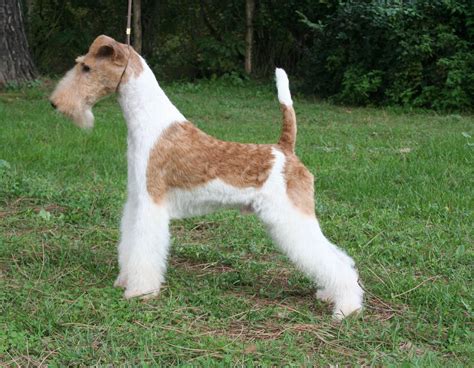 Wire Fox Terrier - Pictures, Information, Temperament, Characteristics ...