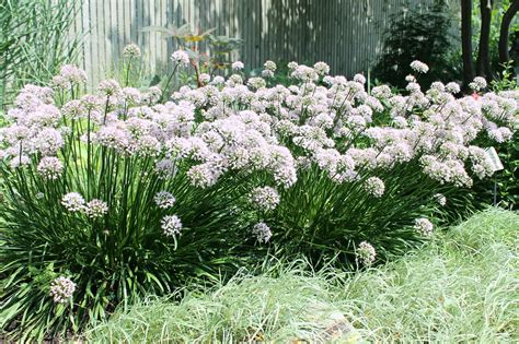 Garden Housecalls - Ornamental onion ‘Summer Beauty’