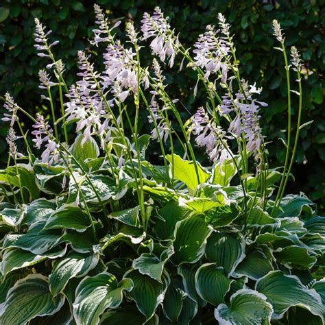 What To Do With Hostas After They Bloom - Rejuvenating Hostas!