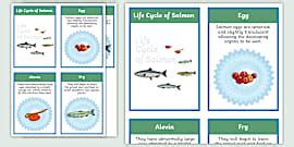 Salmon Life Cycle Colouring Sheets
