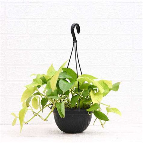 Buy Money plant golden, Scindapsus golden (Hanging Basket) - Plant ...
