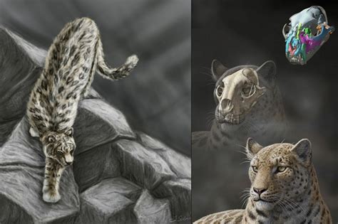 The Oldest Big Cat, From the Roof of the World