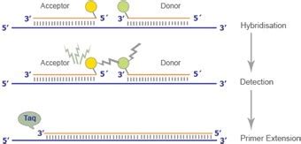 LightCycler FRET Probes | Eurofins India