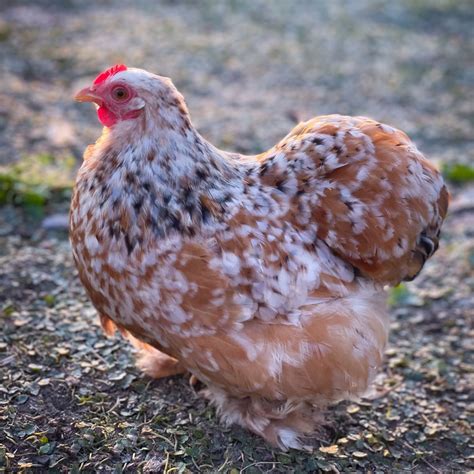 Baby Chicks: Calico Cochin Bantam - My Pet Chicken