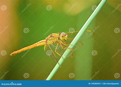 Close Up Detail of Dragonfly. Dragonfly Image is Wild with Blur Background Stock Image - Image ...