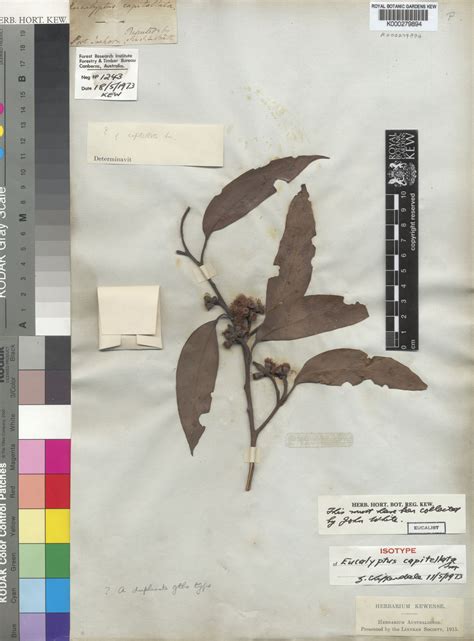 Eucalyptus capitellata Sm. | Plants of the World Online | Kew Science