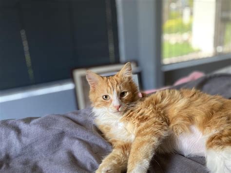 Meet Lando (Approx. 4 months old) : r/cats