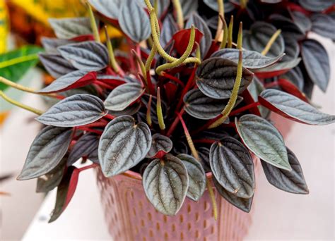 Peperomia