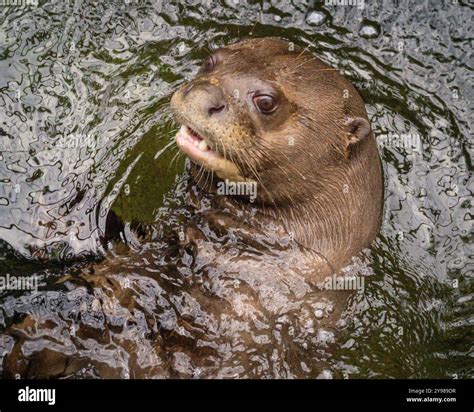 Giant otter or giant river otter, Pteronura brasiliensis, swimming in ...
