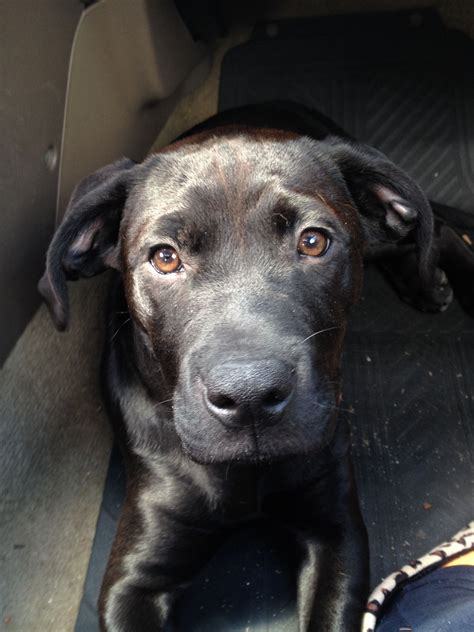 Rottweiler Lab Pitbull Mix