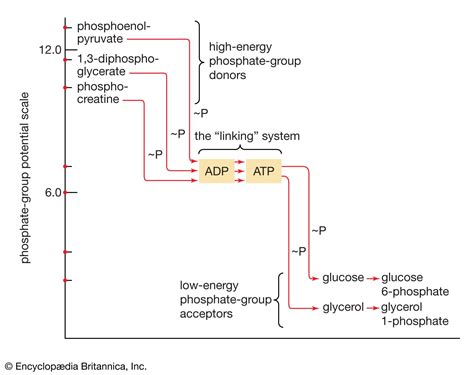 Metabolism - Fatty Acids, Energy, Reactions | Britannica
