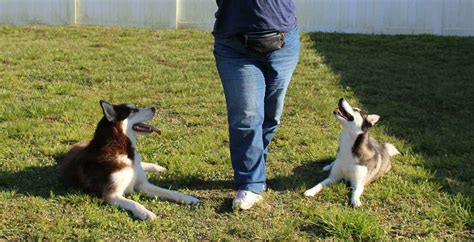 Image result for Shaping Behavior Examples