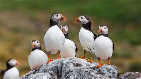 Atlantic Puffins