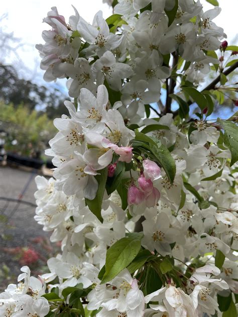 Malus 'Sutyzam' or 'Sugar Tyme' - Blerick Tree Farm