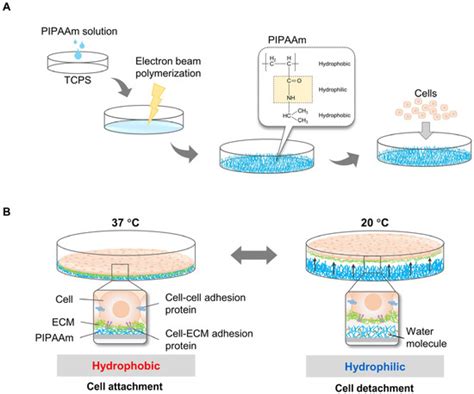 Bioengineering | Special Issue : Stem Cell Bioprocessing and Tissue ...