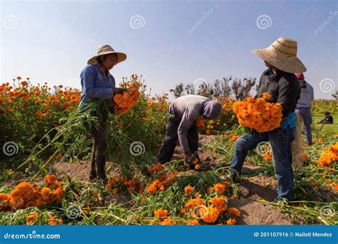 Portrait of Mexican Farmers Growing Cempasuchil (tagete) Flowers ...