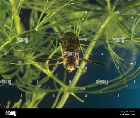 Water Boatman Life Cycle