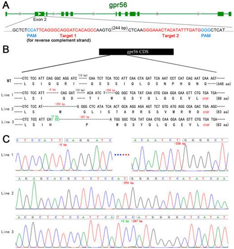 IJMS | Special Issue : Zebrafish: A Powerful Model for Genetics and ...