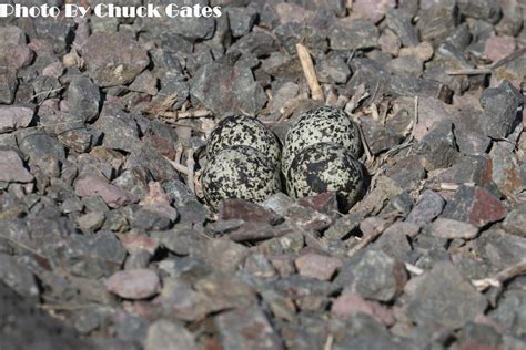 Killdeer - East Cascades Bird Alliance
