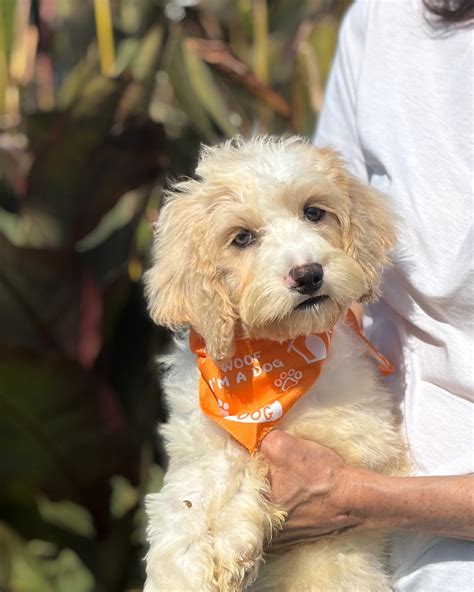 Image result for Cockapoo Dogs for Rehoming