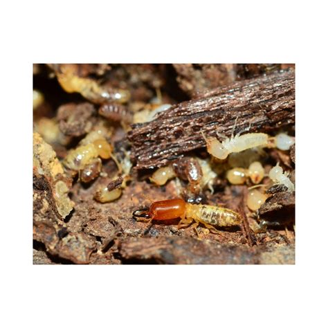 Subterranean Termites in Arizona - TermiKnight Termite & Pest Solutions