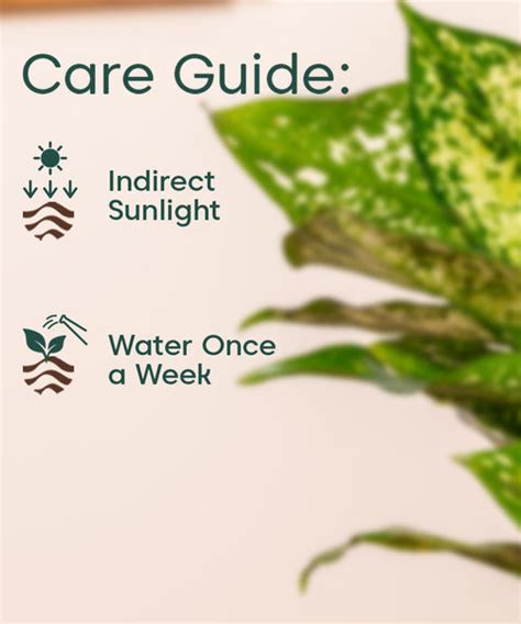 Aglaonema Snow White Plant With Self Watering Pot – Kyari.co