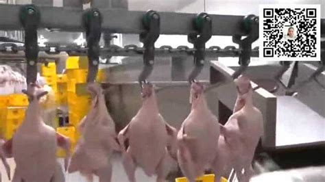 毛鸡屠宰流水线——肉鸡宰杀生产线——杀鸡流水线视频_腾讯视频