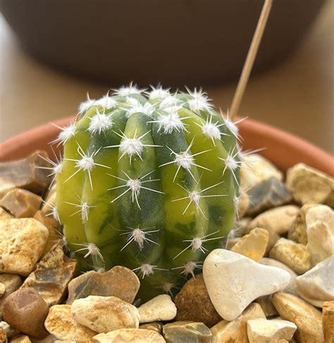 My variegated Easter lily cactus : r/cactus