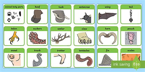 Animal Body Parts Flashcards (teacher made) - Twinkl