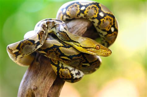 Python Species 的图像结果