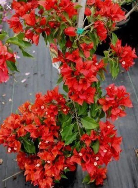 Balbasaur Rare Hybrid Bougainvillea Red 1 Live Plant in Polybag ...